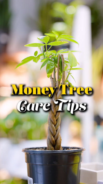 Money Tree Care | JOMO Studio | Buy Plants Online | Houseplant Delivery & Plant Care