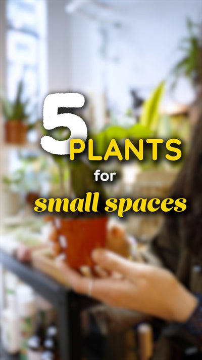 Plants for Small Spaces | JOMO Studio | Buy Plants Online | Houseplant Delivery & Plant Care