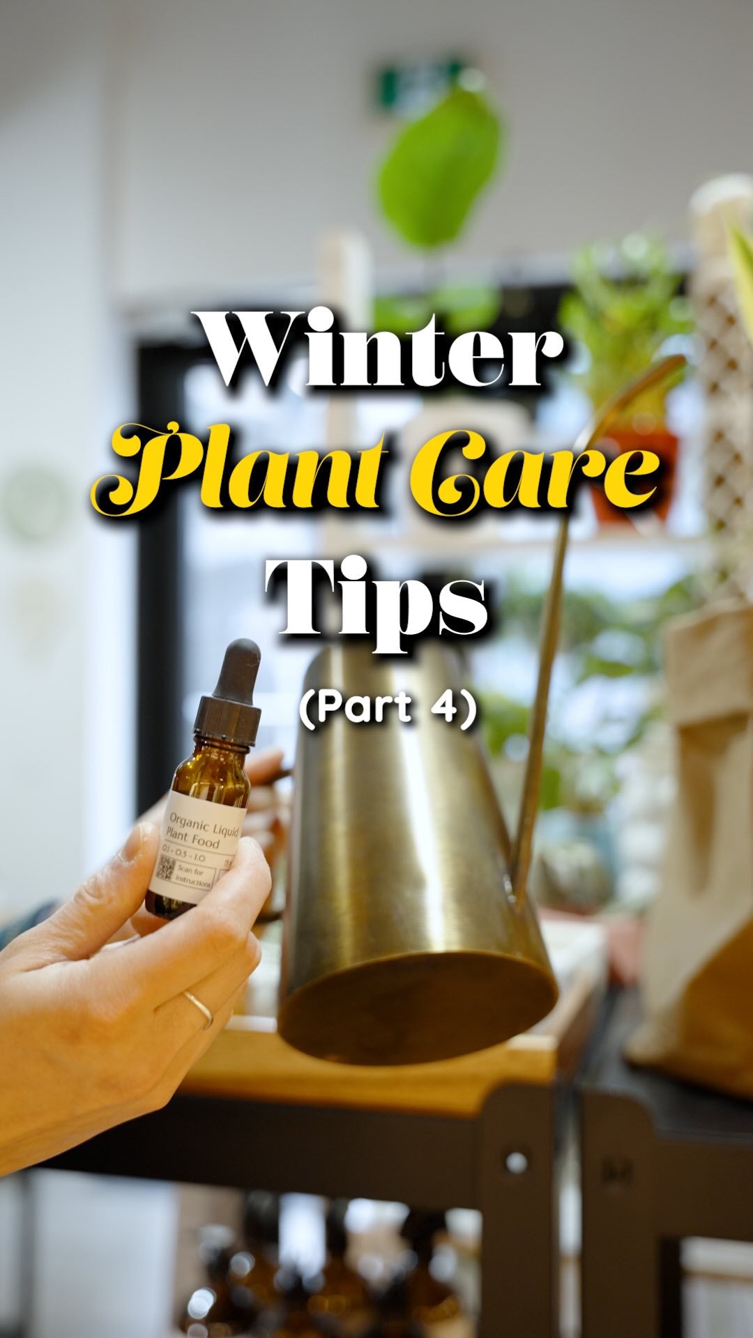 Winter Plant Care Tips 4 | JOMO Studio | Buy Plants Online | Houseplant Delivery & Plant Care