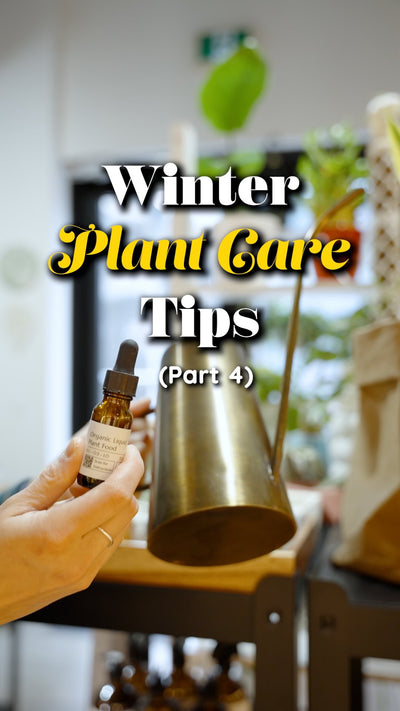 Winter Plant Care Tips 4 | JOMO Studio | Buy Plants Online | Houseplant Delivery & Plant Care