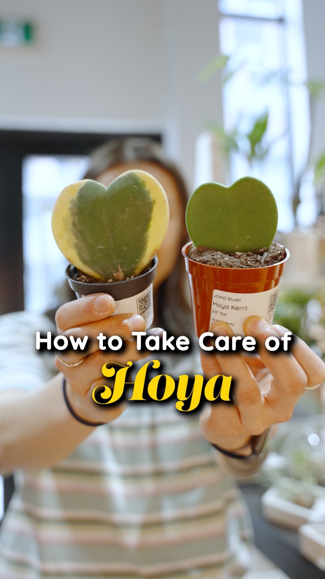Hoya Plant Care | JOMO Studio | Buy Plants Online | Houseplant Delivery & Plant Care