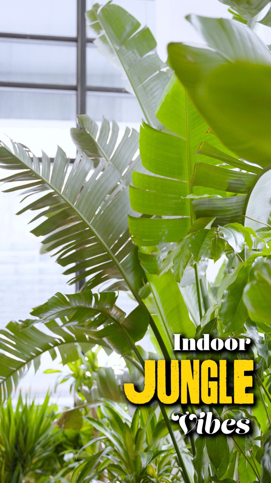 Indoor Jungle Vibes | JOMO Studio | Buy Plants Online | Houseplant Delivery & Plant Care