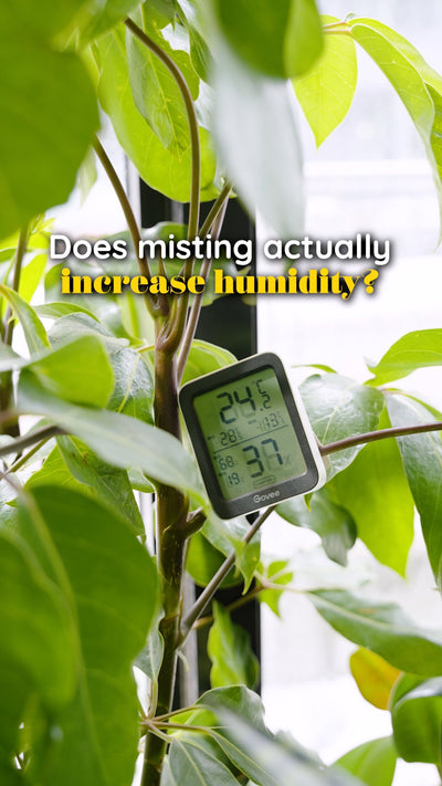Humidity Test | JOMO Studio | Buy Plants Online | Houseplant Delivery & Plant Care