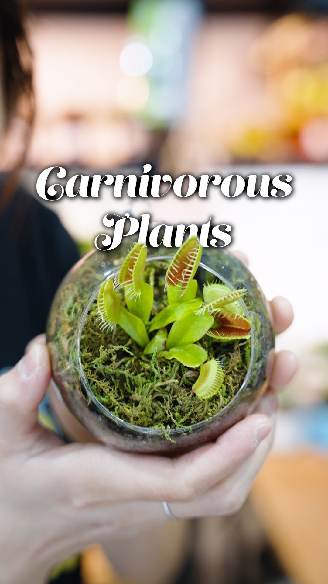 Carnivorous Plants | JOMO Studio | Buy Plants Online | Houseplant Delivery & Plant Care