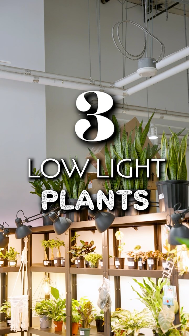 3 Low Light Plants | JOMO Studio | Buy Plants Online | Houseplant Delivery & Plant Care