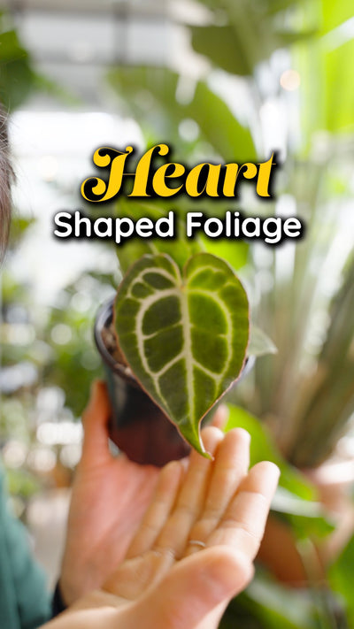 Heart Shape Foliage | JOMO Studio | Buy Plants Online | Houseplant Delivery & Plant Care