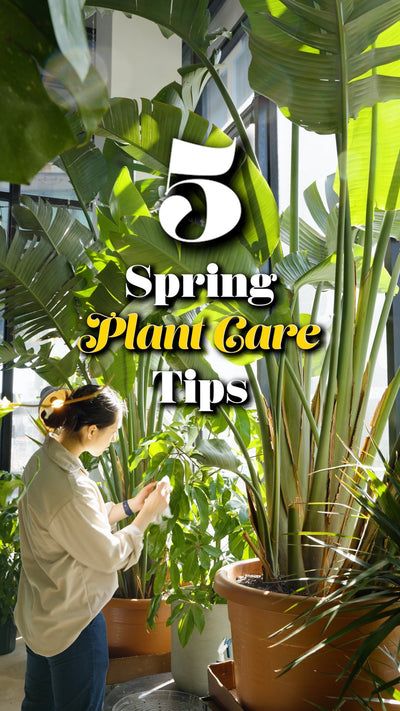 5 Spring Plant Care Tips | JOMO Studio | Buy Plants Online | Houseplant Delivery & Plant Care
