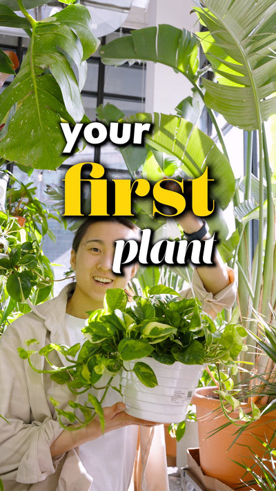 First Plant | JOMO Studio | Buy Plants Online | Houseplant Delivery & Plant Care