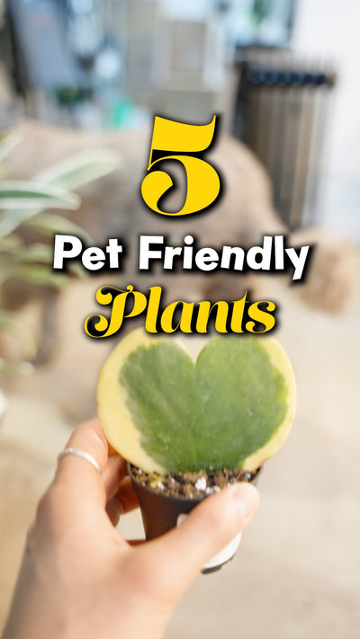 5 Pet Friendly Plants | JOMO Studio | Buy Plants Online | Houseplant Delivery & Plant Care