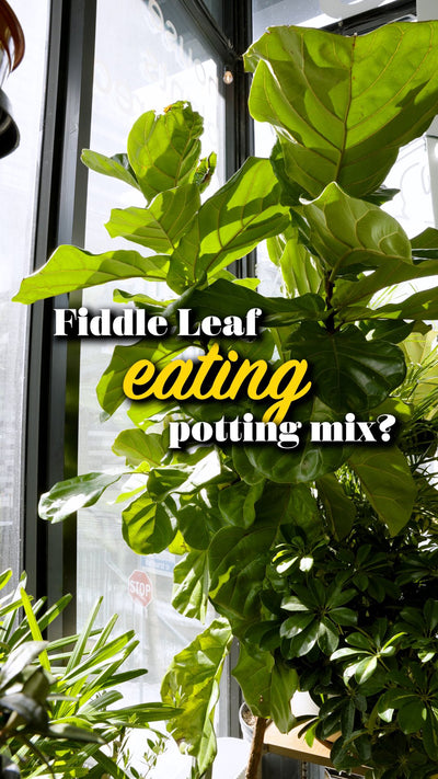 Fiddle Leaf Fig Eat Soil | JOMO Studio | Buy Plants Online | Houseplant Delivery & Plant Care