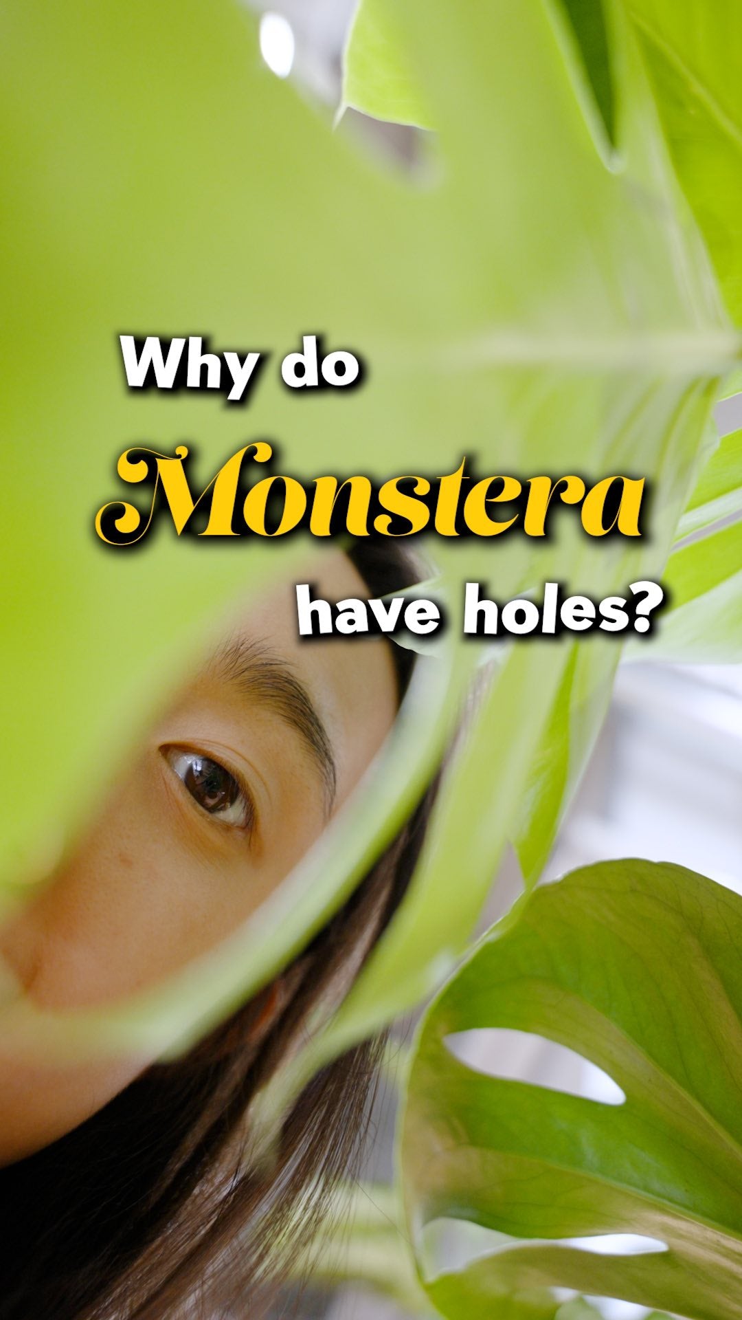 Why Monstera has holes? | JOMO Studio | Buy Plants Online | Houseplant Delivery & Plant Care