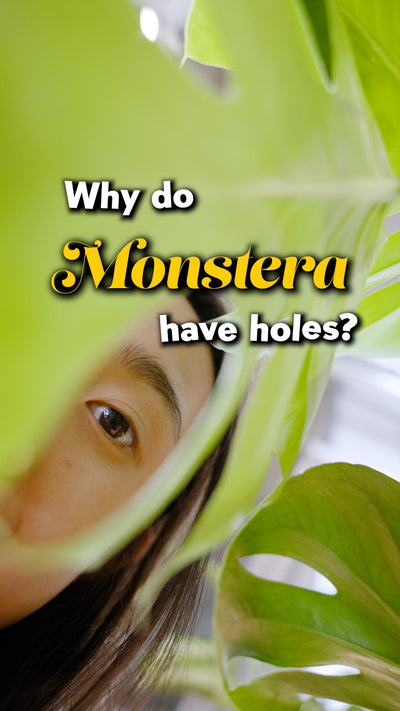 Why Monstera has holes? | JOMO Studio | Buy Plants Online | Houseplant Delivery & Plant Care