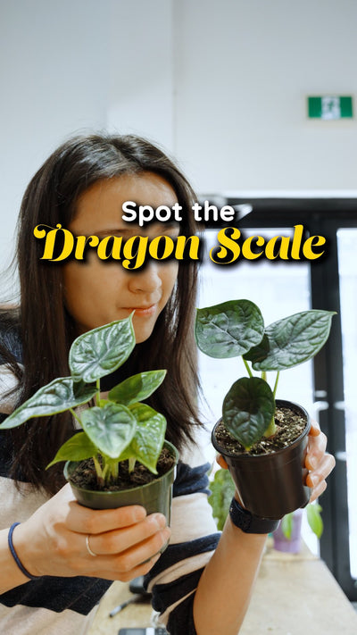 Alocasia Dragon Scale vs Alocasia Aegis | JOMO Studio | Buy Plants Online | Houseplant Delivery & Plant Care