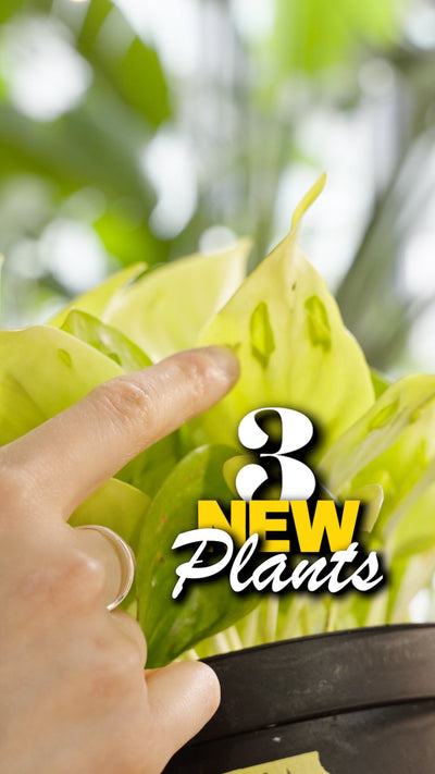 3 new plants | JOMO Studio | Buy Plants Online | Houseplant Delivery & Plant Care