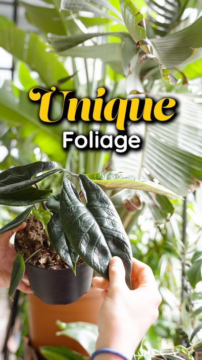 3 Plants with Unique Foliage | JOMO Studio | Buy Plants Online | Houseplant Delivery & Plant Care