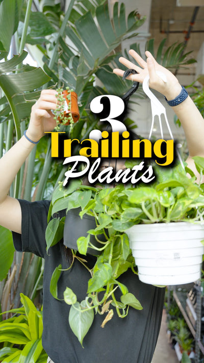 3 Trailing Plants | JOMO Studio | Buy Plants Online | Houseplant Delivery & Plant Care