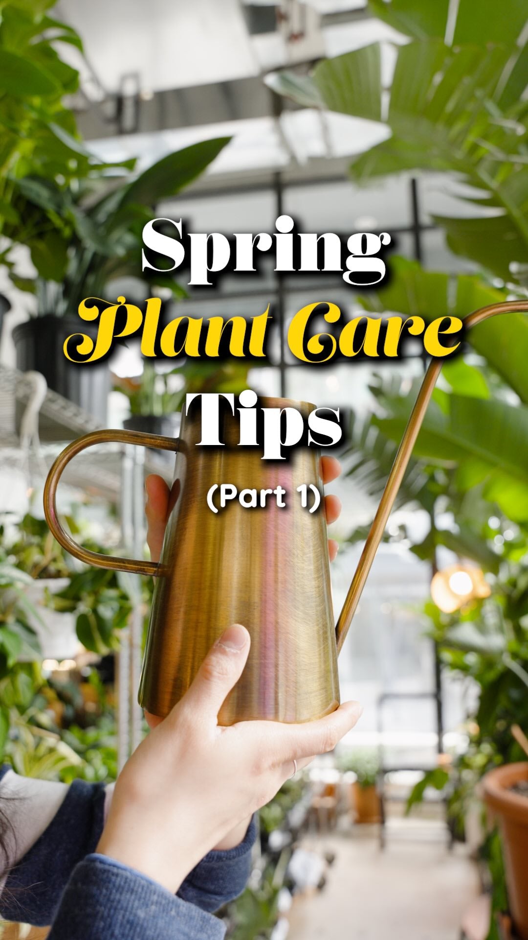 Spring Plant Care Tips 1 | JOMO Studio | Buy Plants Online | Houseplant Delivery & Plant Care