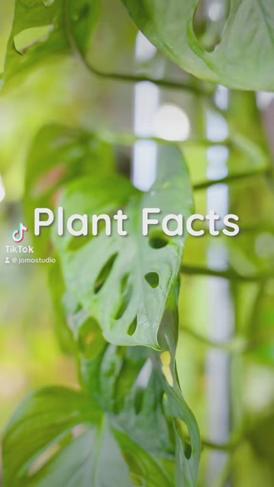 Plant Facts Monstera Edition