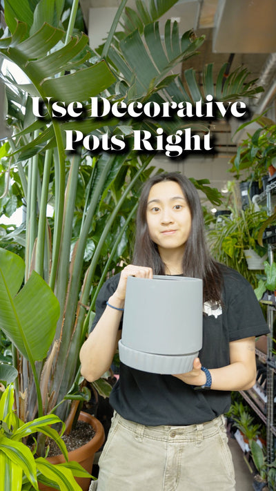 Use Decorative Pot Right | JOMO Studio | Buy Plants Online | Houseplant Delivery & Plant Care