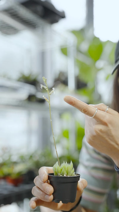 lil flower on a lil plant 🥺♥️

•
•
•
#plantwithjomo #plantshopping #plantdecor #growingplants #plantsmakepeoplehappy