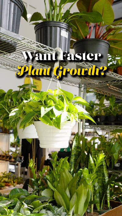 Grow Plant Faster | JOMO Studio | Buy Plants Online | Houseplant Delivery & Plant Care