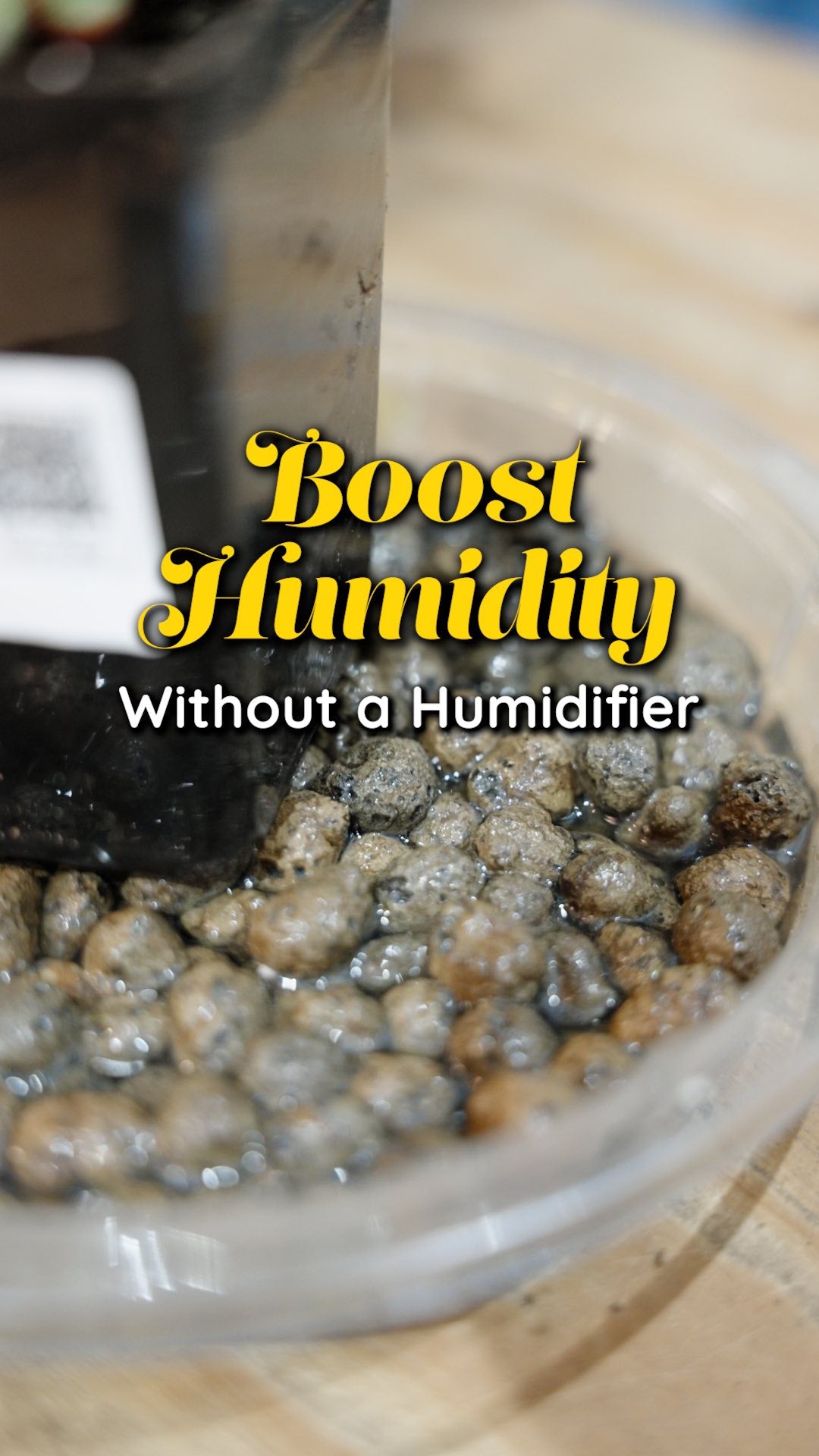 Boost Humidity with Pebble Tray | JOMO Studio | Buy Plants Online | Tropical Houseplant Delivery & Plant Care