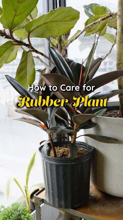 Rubber Plant Care | JOMO Studio | Buy Plants Online | Tropical Houseplant Delivery & Plant Care