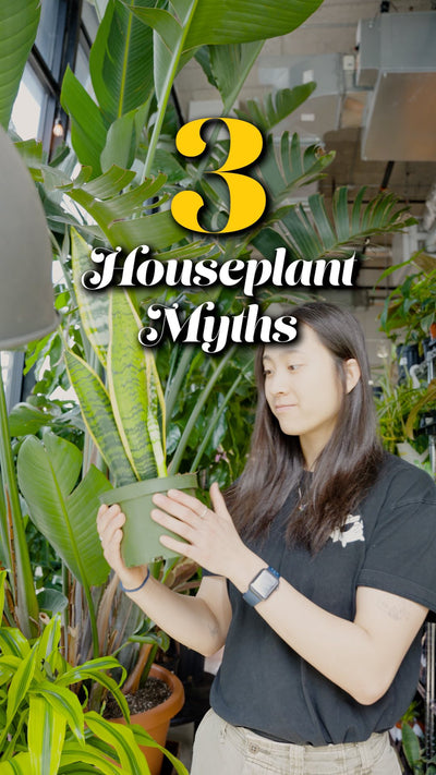 3 Houseplant Myths | JOMO Studio | Buy Plants Online | Houseplant Delivery & Plant Care