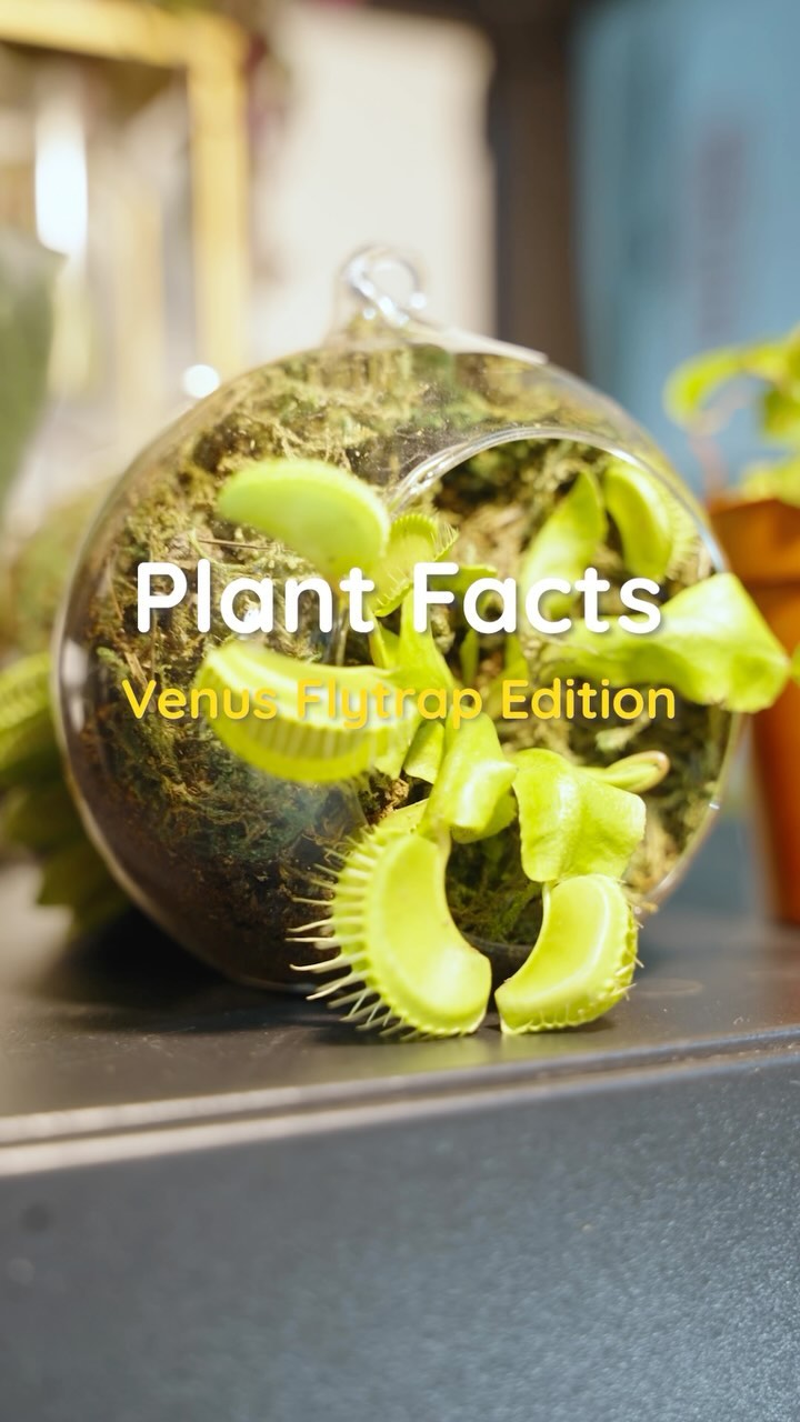 When your houseplant doubles as a stealthy assassin! 🌿🕵️‍♀️ No flies are safe around here! 🦟💥

•
•
•
#plantlover #carnivorousplants #greenplants #venusflytrap #plantstoronto #plantcollection