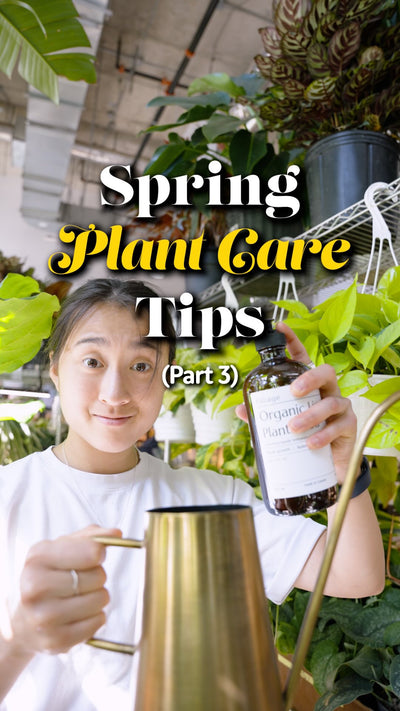 Spring Plant Care Tips | JOMO Studio | Buy Plants Online | Tropical Houseplant Delivery & Plant Care