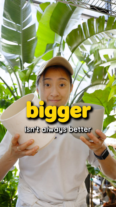 Bigger pot isn't always better | JOMO Studio | Buy Plants Online | Tropical Houseplant Delivery & Plant Care