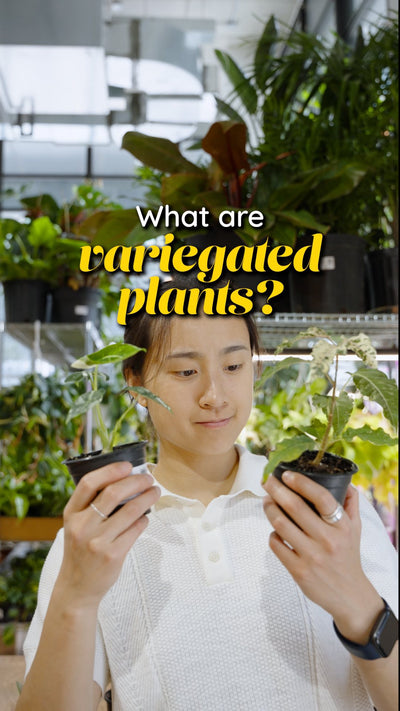 What is a variegated plant | JOMO Studio | Buy Plants Online | Tropical Houseplant Delivery & Plant Care