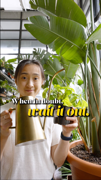 Overwatering doesn’t mean too much water — it means too often | JOMO Studio | Buy Plants Online | Tropical Houseplant Delivery & Plant Care