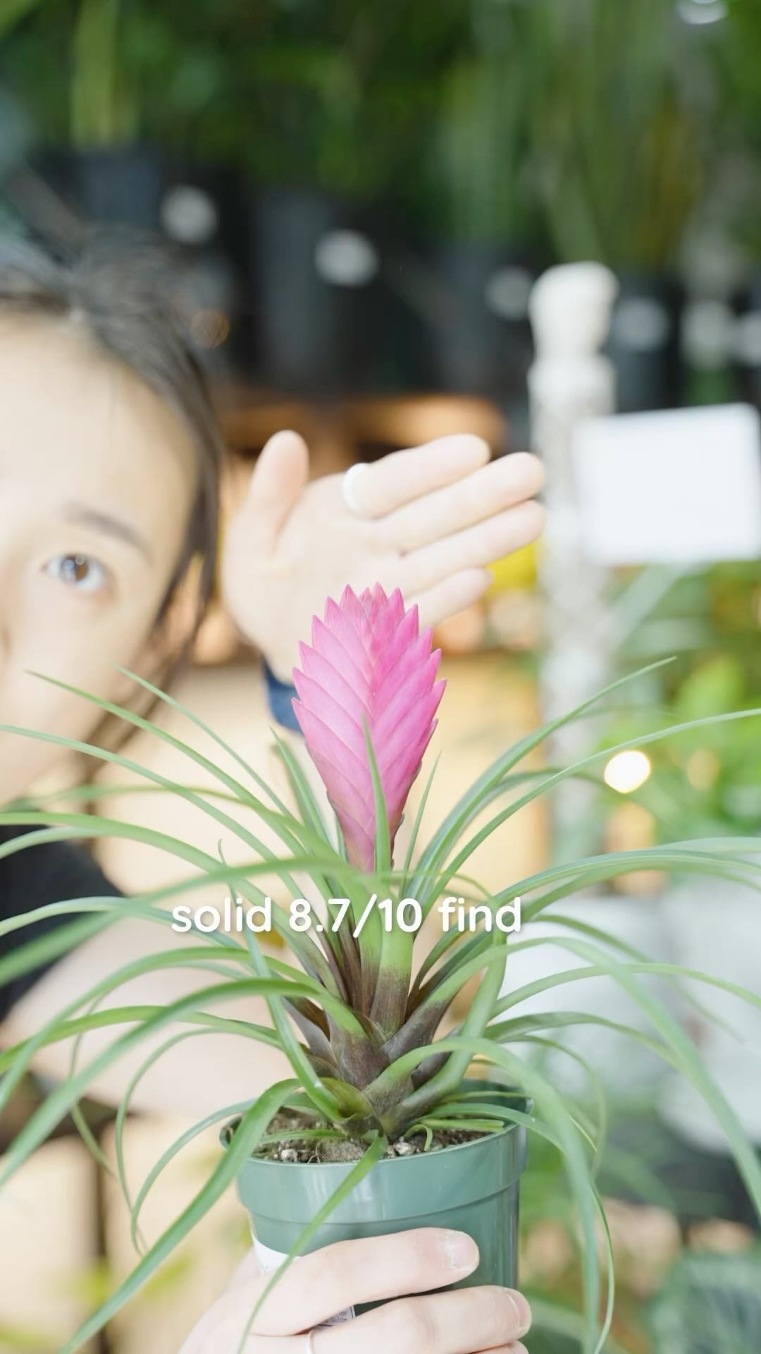 This Tillandsia Cyanea (aka Pink Quill Plant) caught my eye almost immediately with it’s vibrant colours💓 
It’s pet friendly, beginner plant parent friendly, and it’s super cute and cool 😎 

•
•
•
#plantcollector #plantcommunity #plantparenthood #plantlover #plantcareisselfcare #plantshopping