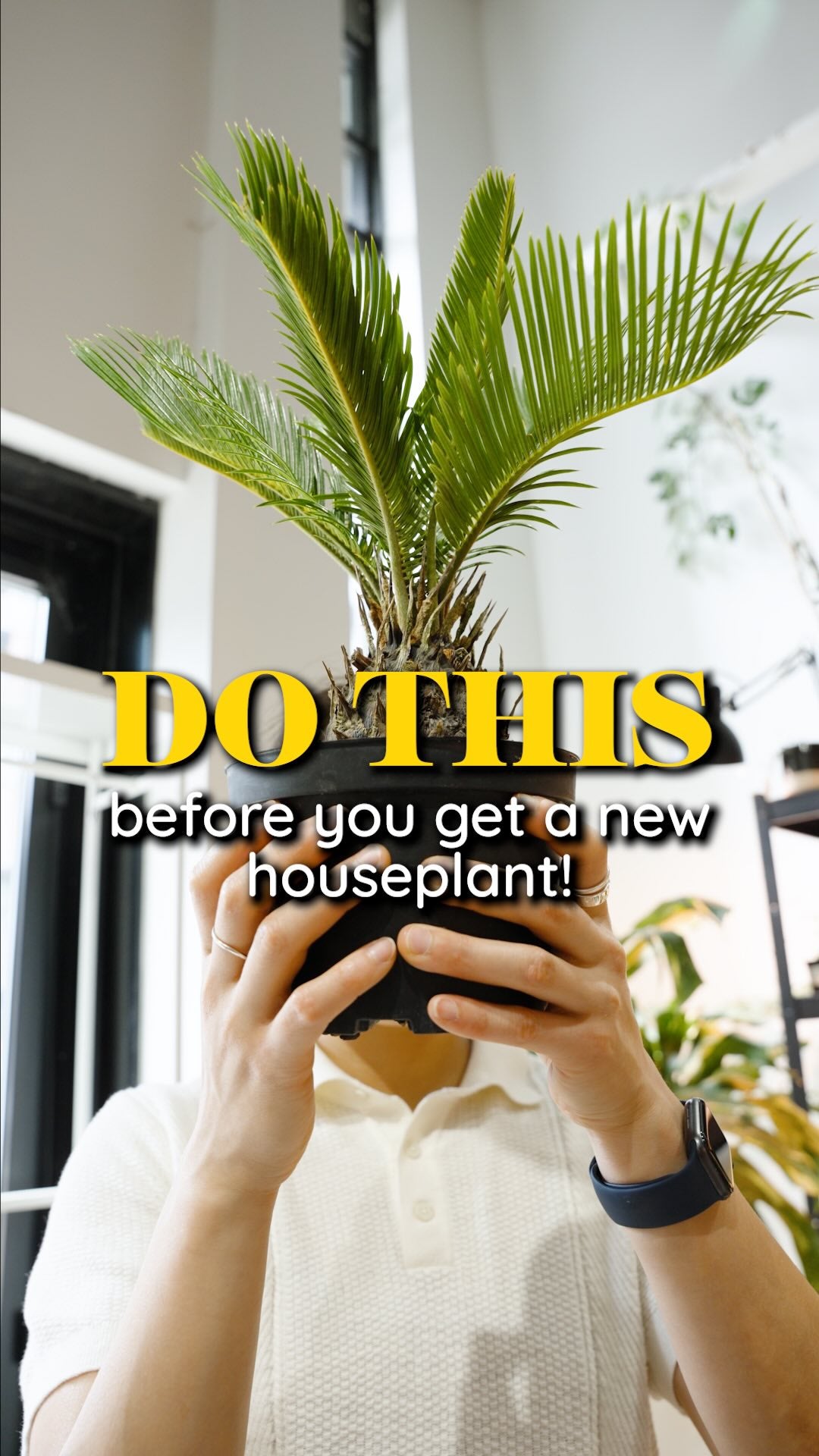 How to pick a new plant | JOMO Studio | Buy Plants Online | Tropical Houseplant Delivery & Plant Care