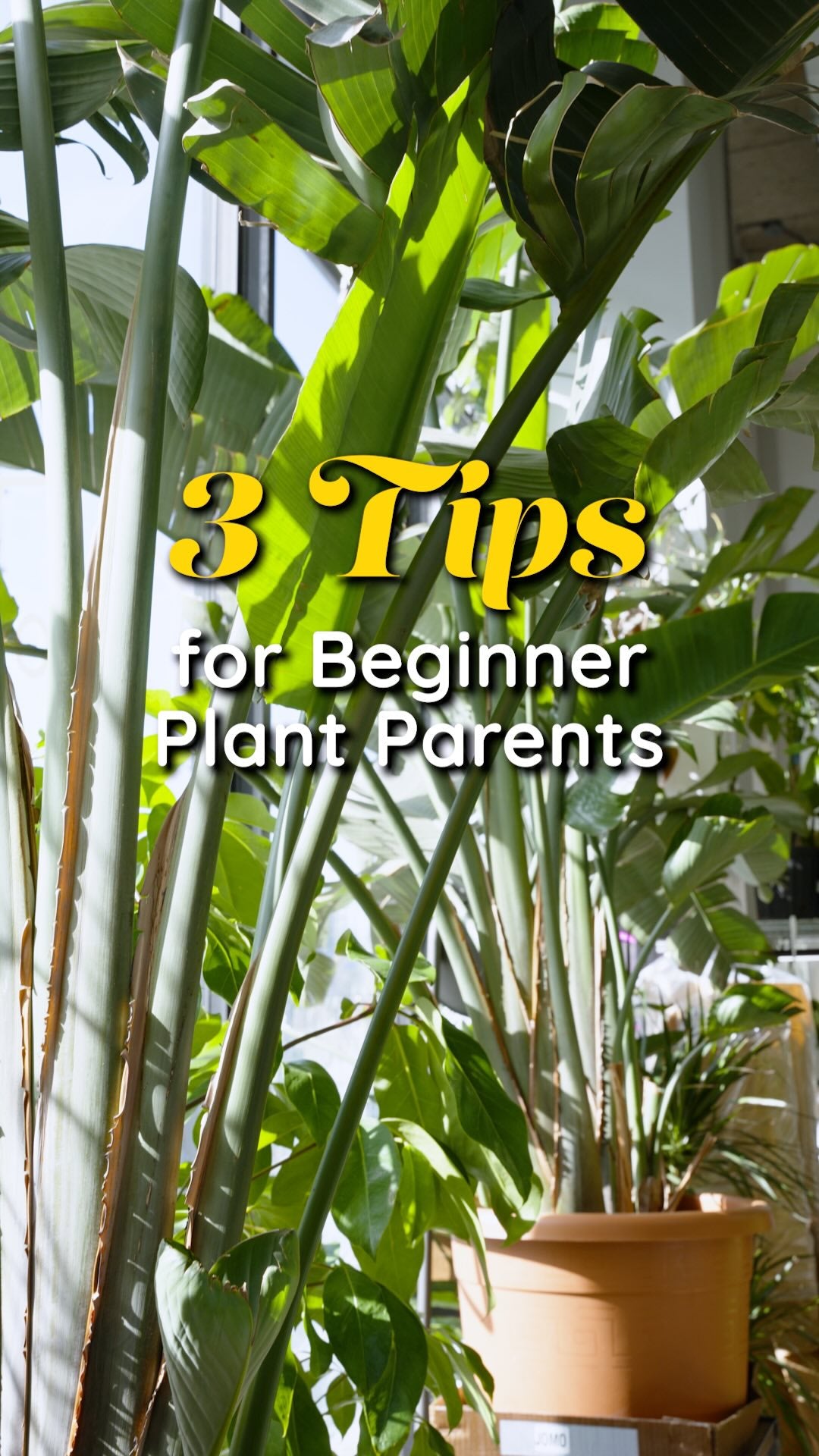 3 Tips for beginner plant parent | JOMO Studio | Buy Plants Online | Tropical Houseplant Delivery & Plant Care