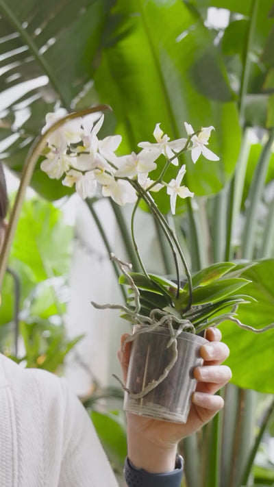 Orchid Plant Care | JOMO Studio | Buy Plants Online | Tropical Houseplant Delivery & Plant Care