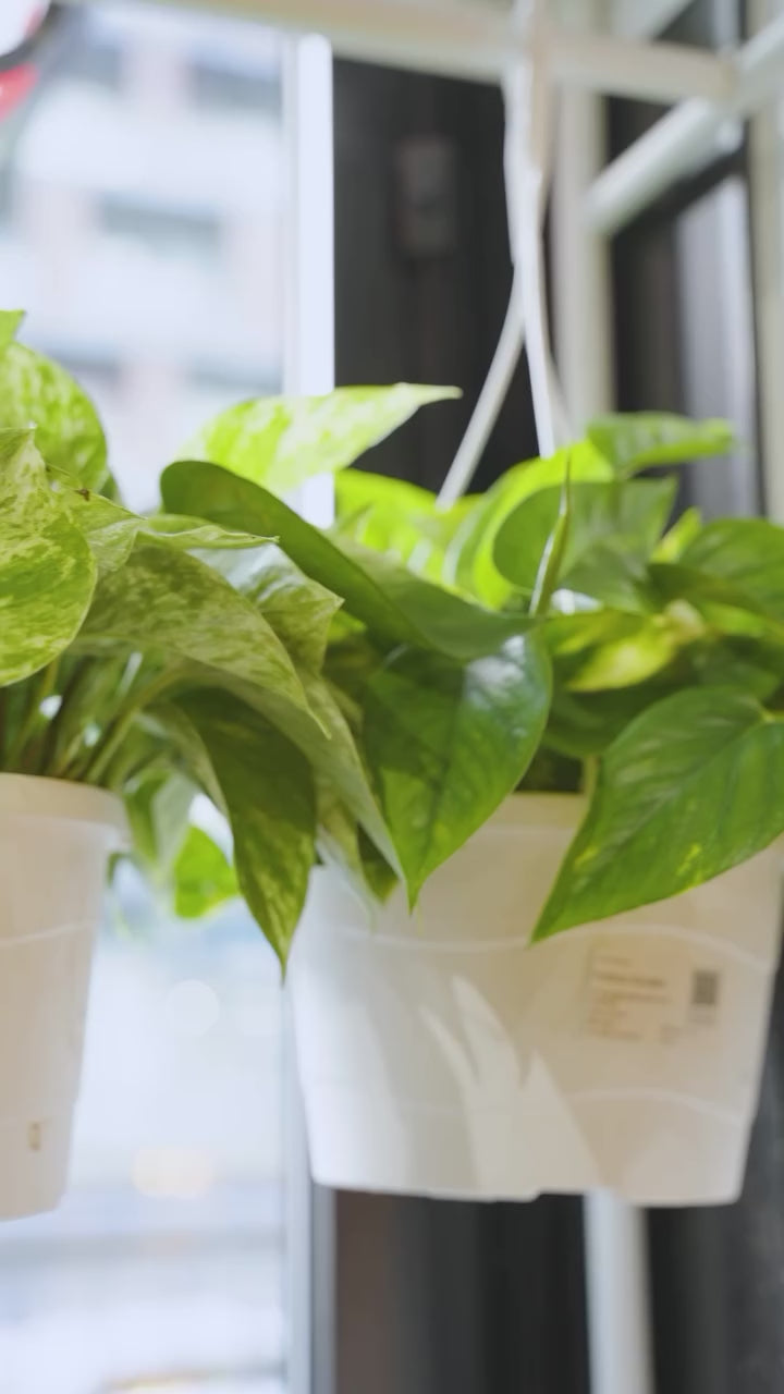 ZZ Plant Zenzi | Care Guide and Pro Tips - Delivery from Toronto