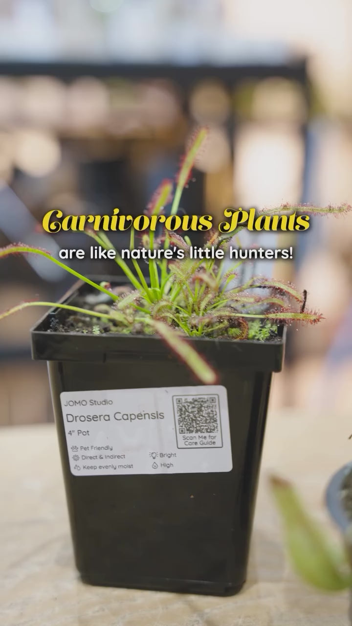 Venus Flytrap Terrarium - Dionaea Muscipula - House Plants