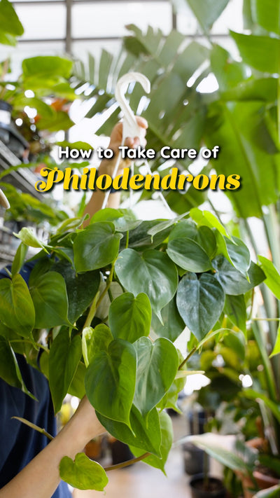 How to take care of philodendrons | JOMO Studio | Buy Plants Online | Tropical Houseplant Delivery & Plant Care