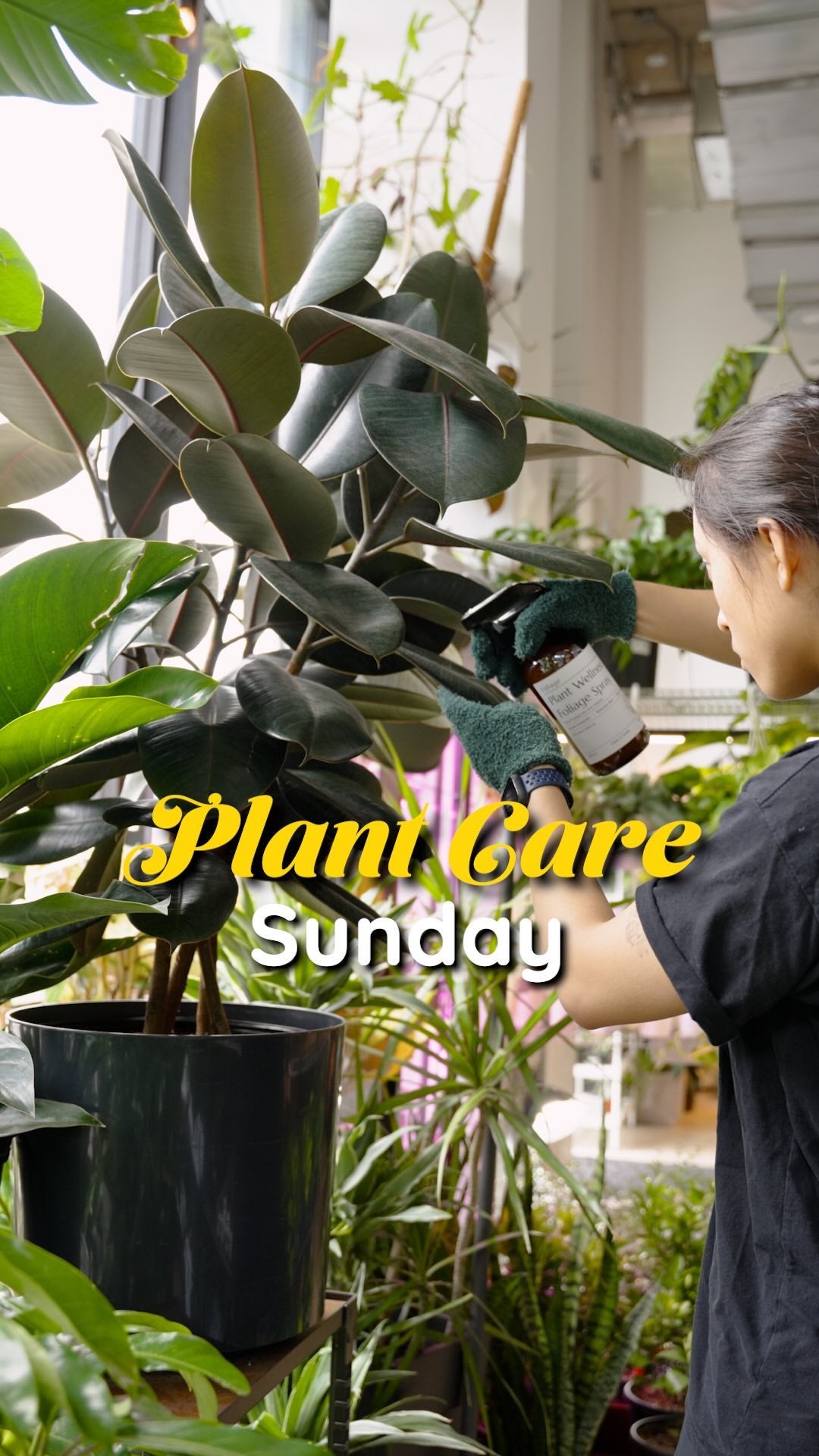 ✨🌿Happy Plant Care Sunday! Embracing the therapeutic rhythm of plant care🤗

From cleansing leaves to nurturing growth, every moment spent with these beautiful plants is a moment of self care🌱💚
.
.
.
#plantcareisselfcare #urbanjungle #interiordesign #livingwithplants #plantdecor #houseplantclub #houseplantcommunity #houseofplantlovers