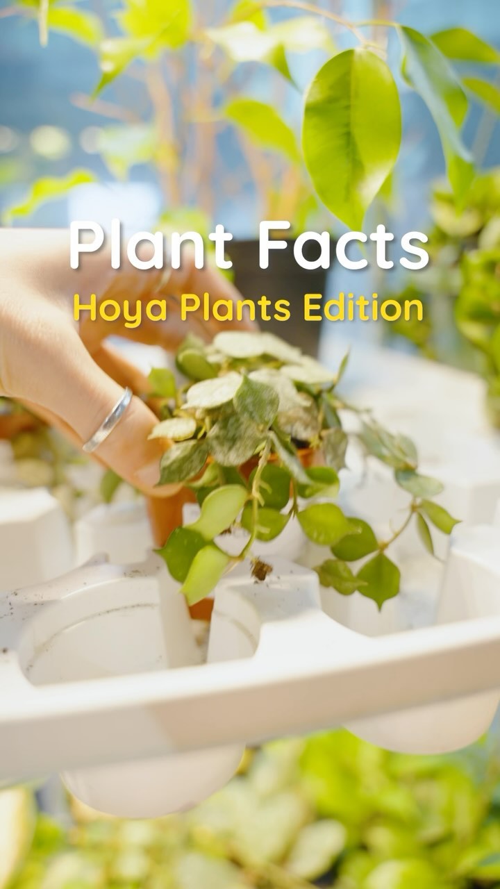 🌿✨ Embracing the lush diversity of our Hoya family at JOMO this Family Day! Each Hoya, a unique member with its own twist, from the graceful Hindu Rope to the heartwarming Hoya Kerrii, we have a range of Hoya plants that are almost all pet friendly. Celebrating the beauty in differences and the joy they bring to our plant family! 🌱💚 #JOMOStudio #PlantDiversity #plantlover #plantlife #succulents #hoyaplant