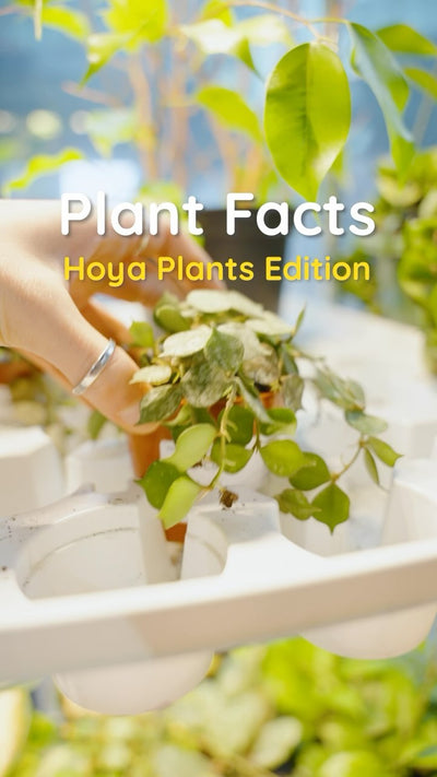 🌿✨ Embracing the lush diversity of our Hoya family at JOMO this Family Day! Each Hoya, a unique member with its own twist, from the graceful Hindu Rope to the heartwarming Hoya Kerrii, we have a range of Hoya plants that are almost all pet friendly. Celebrating the beauty in differences and the joy they bring to our plant family! 🌱💚 #JOMOStudio #PlantDiversity #plantlover #plantlife #succulents #hoyaplant