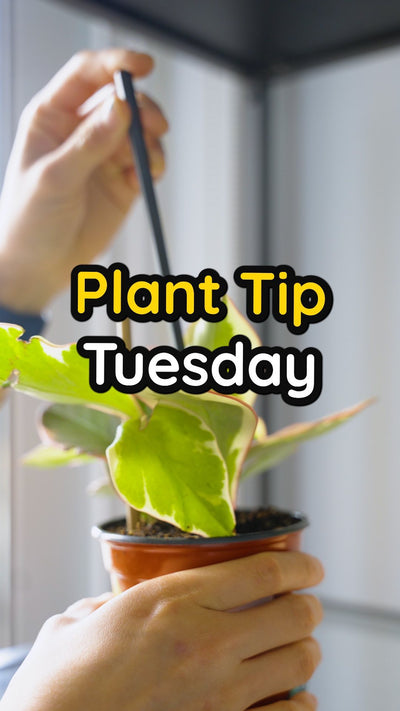 Plant Tip Tuesday🪴🎩

🧽When the potting mix is fresh, like when you first get a plant, it will absorb the water like a sponge. 

📉But, as it dries out after waterings, the soil/potting mix will start to compact and press together, which decreases the amount of oxygen in it.

💡You can see this start to happen when the water immediately drains through the holes at the bottom of the plant’s pot, or if the water makes a little pool at the top of the soil. Either way, it’s not getting absorbed, which means y