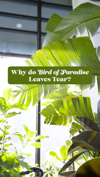Why do Bird of Paradise Leaves Tear | JOMO Studio | Buy Plants Online | Houseplant Delivery & Plant Care