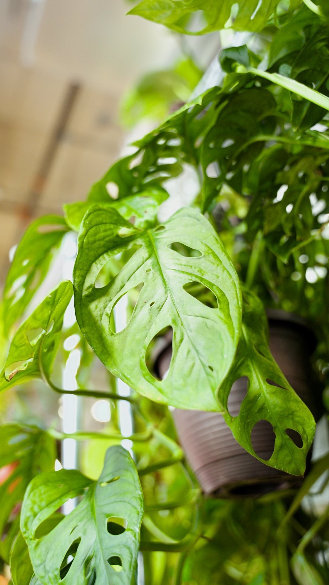 Do you have a monstera? 🌿