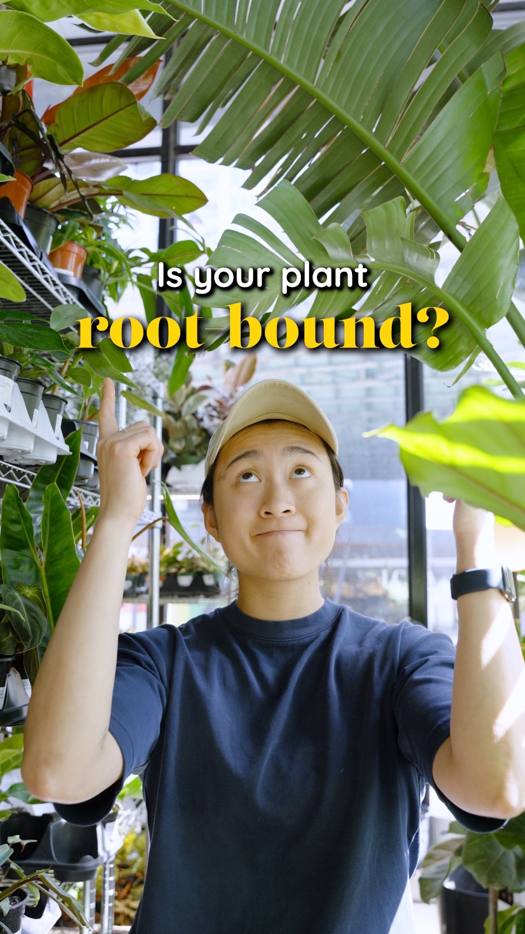 What is root bound | JOMO Studio | Buy Plants Online | Tropical Houseplant Delivery & Plant Care