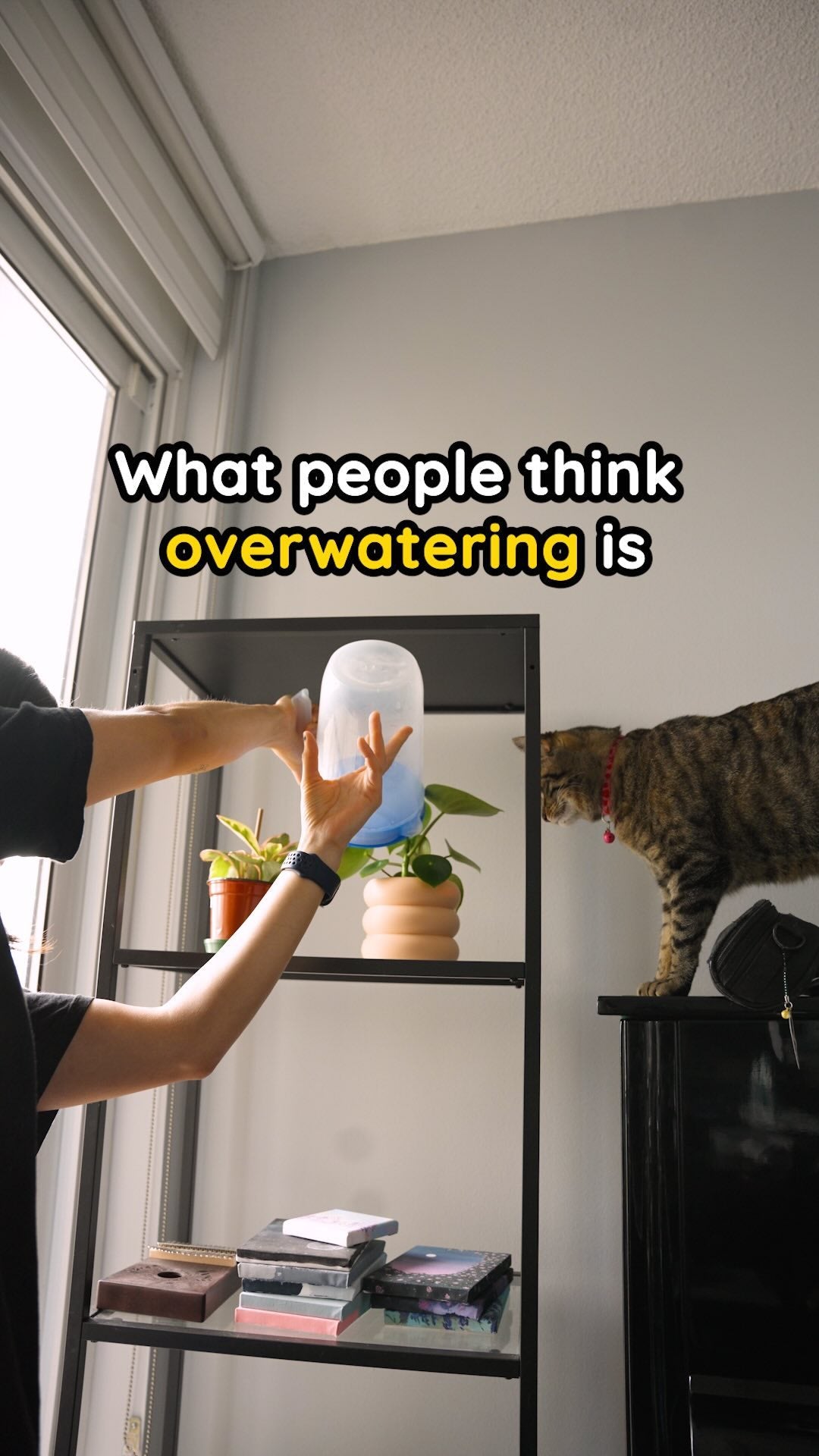 🫨 “Don’t overwater your plants!!! ThEy’Ll DrOwN” 🫨

😵‍💫 But what does that mean?

🥀 “Overwatering” a plant is not actually about how much water you give your plants at one time, but the frequency of your watering schedule. 💦

⏳😰Overwatering happens when plants are watered too often and don’t have enough time to dry before being watered again. 

•
•
•
#planttips #plantnewbie #plantcare #plantcaretips