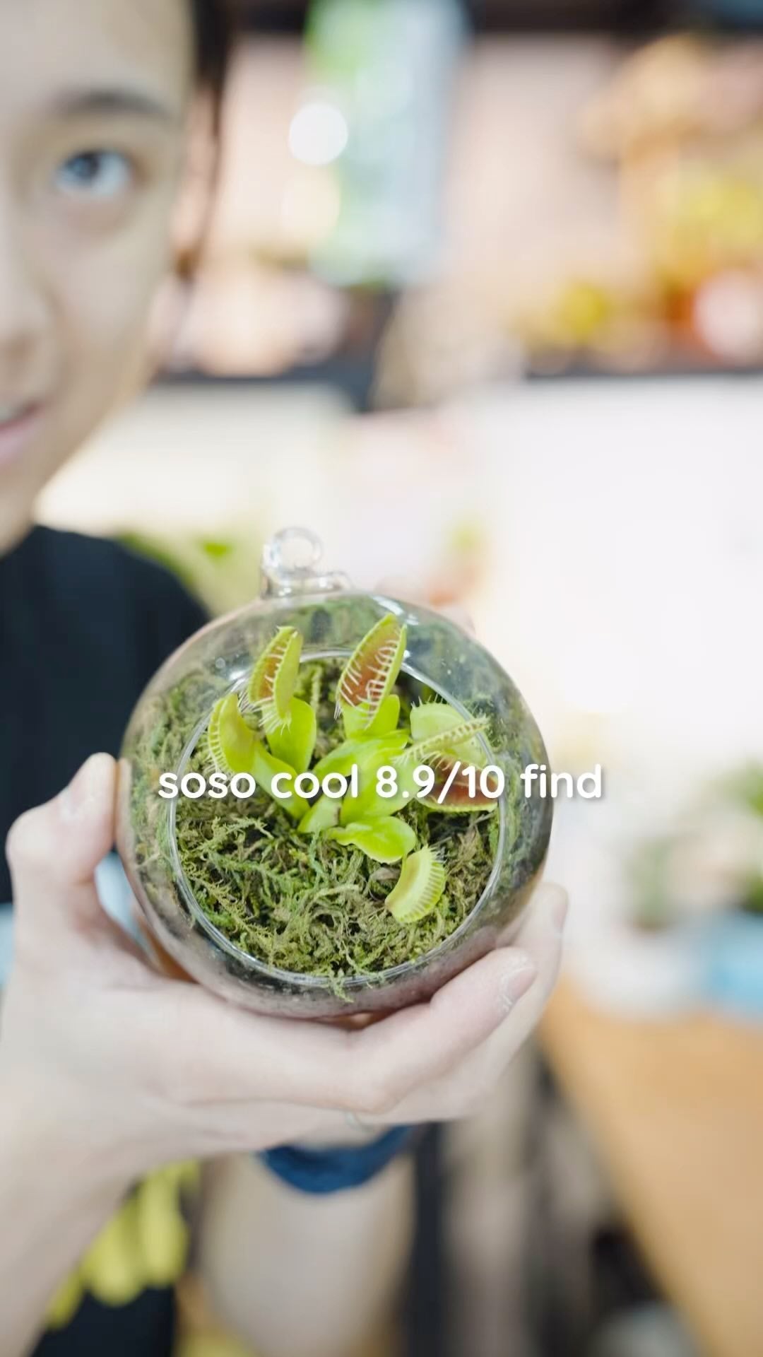 Venus Flytraps are already cool but put them in a terrarium and they are even more cute and cool😎 

💡Did you know that Venus Flytrap is the only species in its genus? Or, that they rarely trap their pollinators? 

🪰When feeding them, their prey (mainly flies) must be alive as the insect must move inside the trap to trigger it to close 

🐶 Another bonus, they are actually pet friendly!

•
•
•
#plantshopping #plantparenthood #petsandplants #plantsmakepeoplehappy #ihavethisthingwithplants
