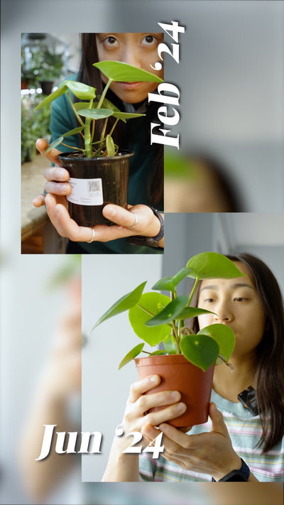“It’s been 4 months, and it’s still looking good! Not overwatered or yellowed leaves yet🤗” -sherry

🪴We want to know, what’s the longest you’ve had a plant for? 

Let’s see who has the oldest plant in the comments below👇 

•
•
•
#plantparents #plantcommunity #plantshopping #plantcareisselfcare